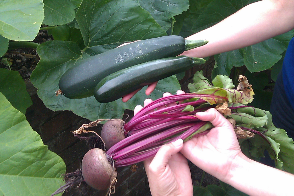 courgettes and beetroot being harvested