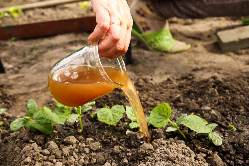homemade plant fertilizer being poured onto plants