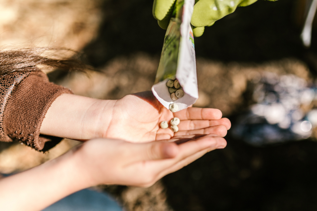 veg seeds being poured into a child's hand