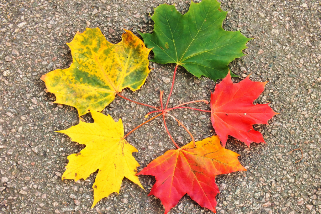 leaves in varying stages of life