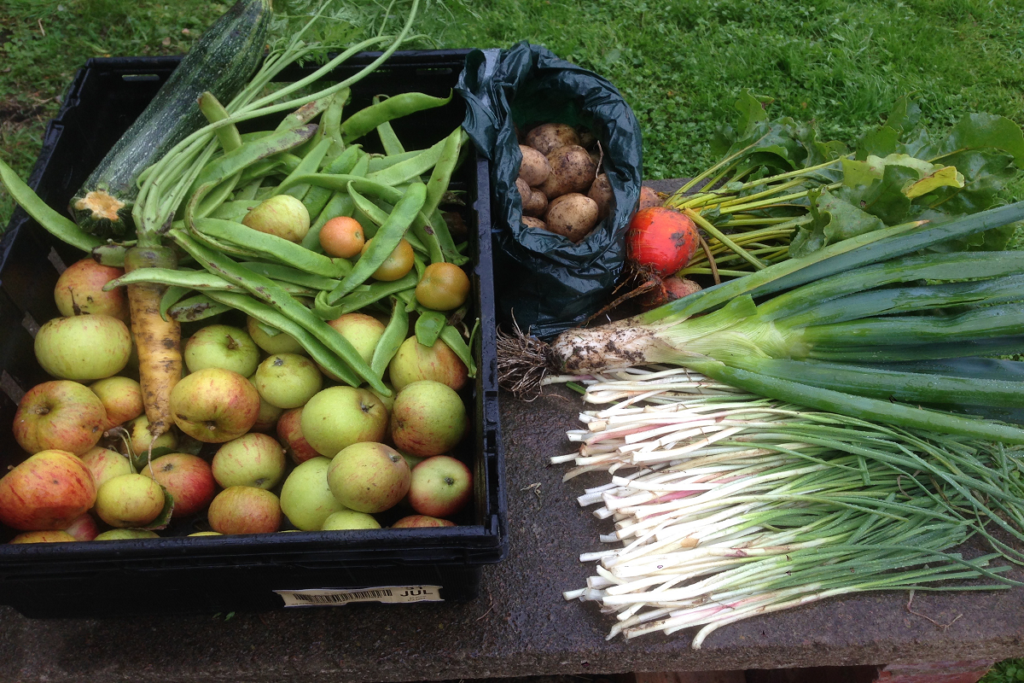 seasonal produce just picked from the garden
