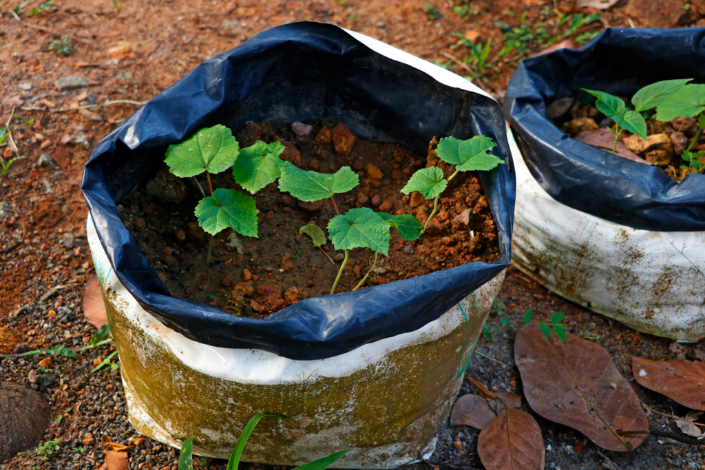 Seedlings growing in bags