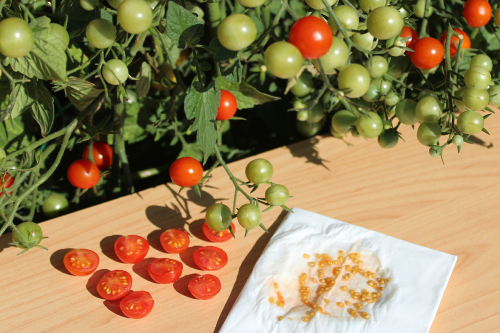 seeds from tomato plants on kitchen paper