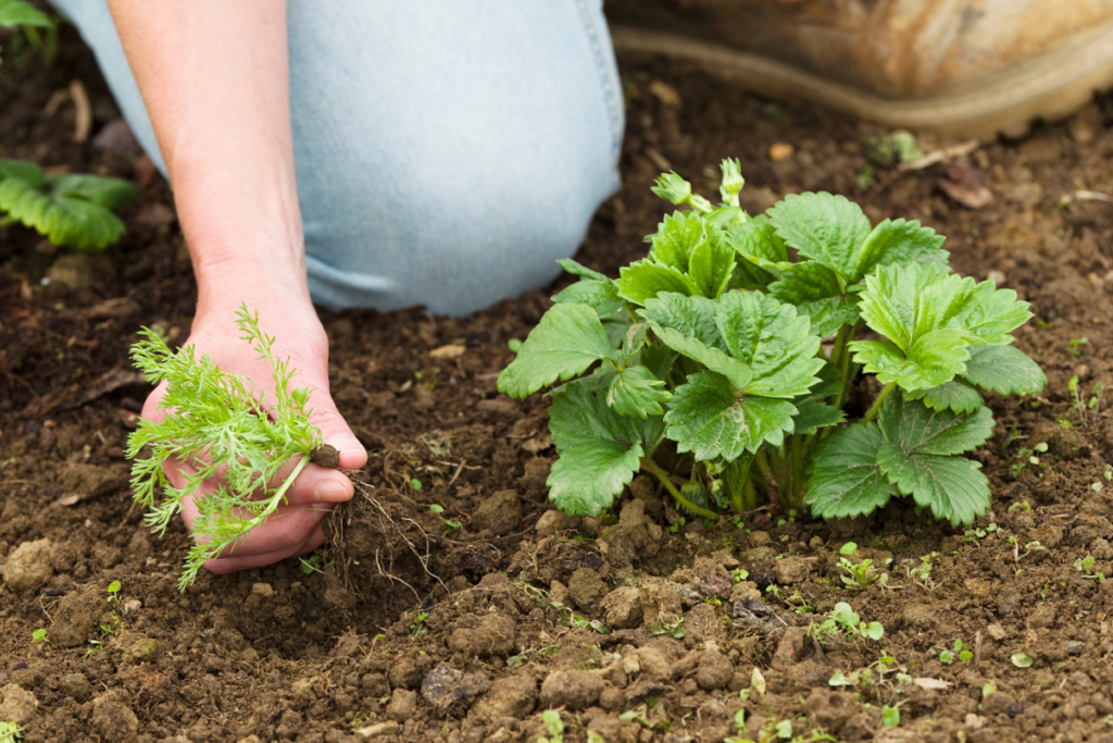 weeding a veg patch