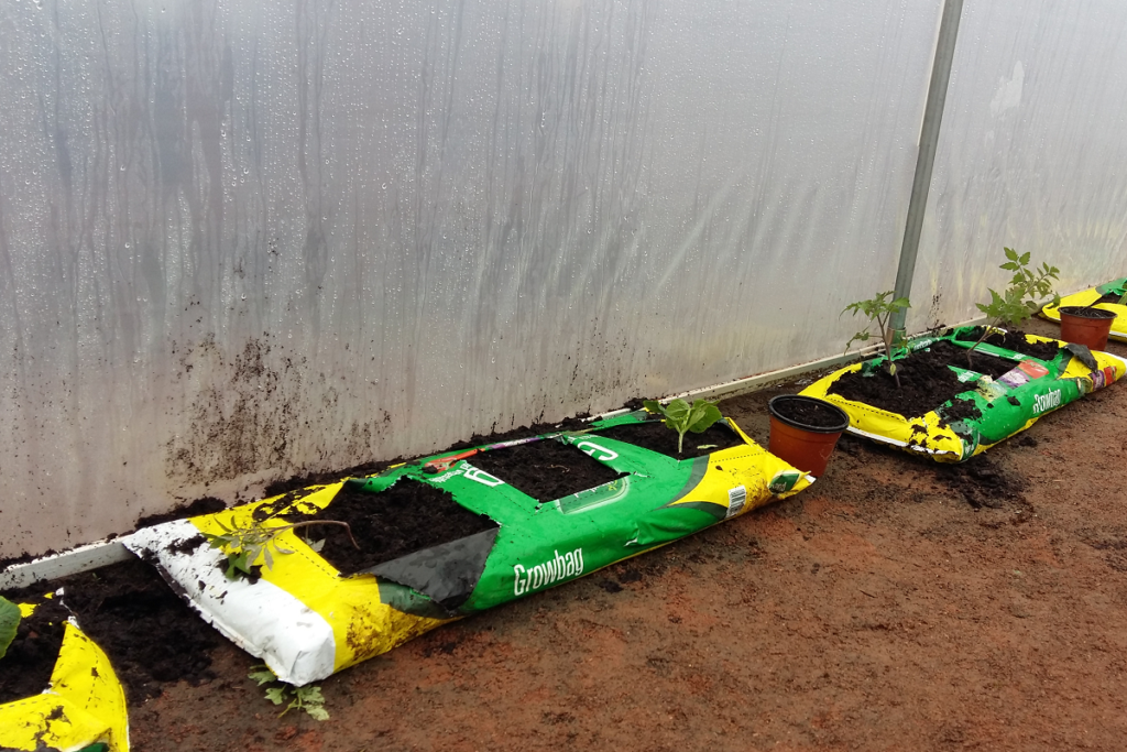 Produce in grow bags
