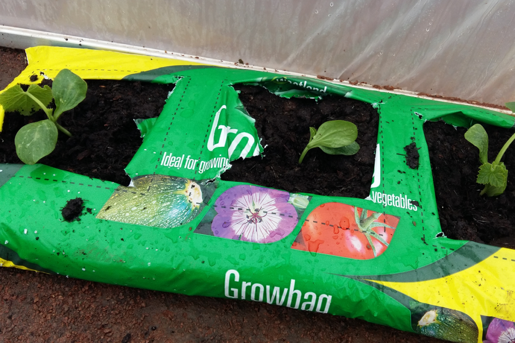 growing in a grow bag