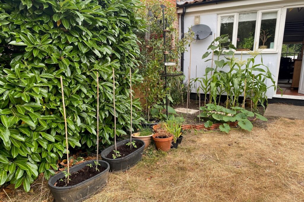 growing tomatoes in pots