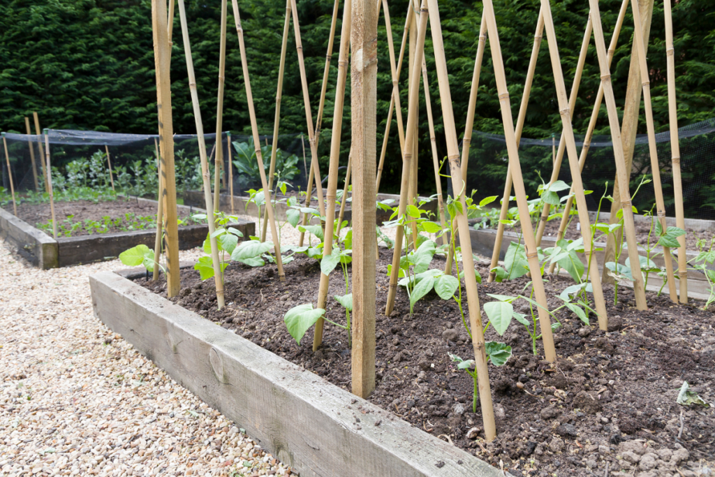 cane supports
