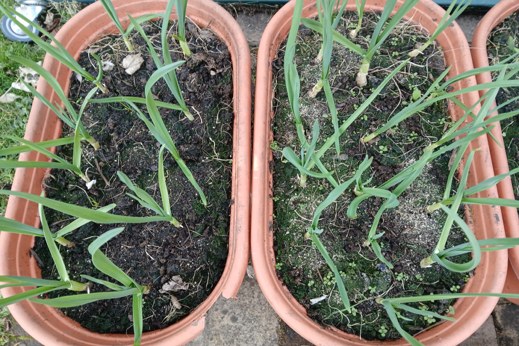 Onions growing in a container
