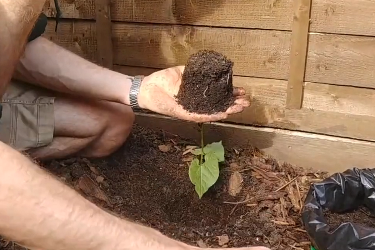 Gardener taking a seedling out of its pot to plant in the ground