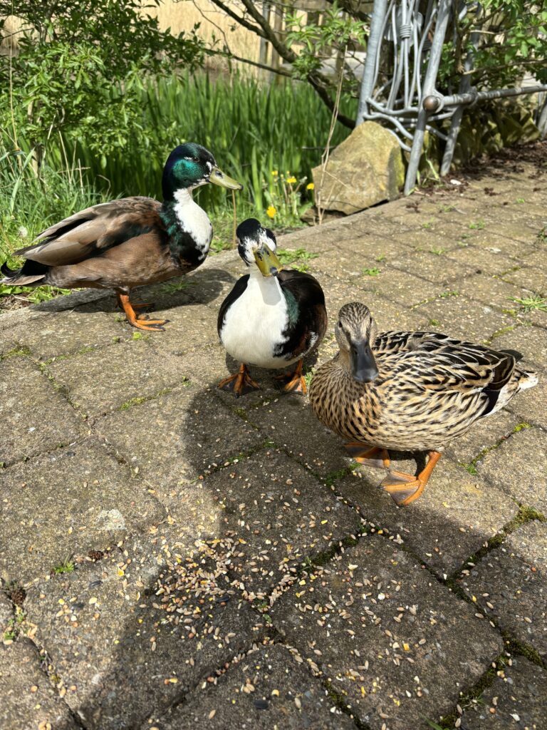 Ducks at the greenhouse