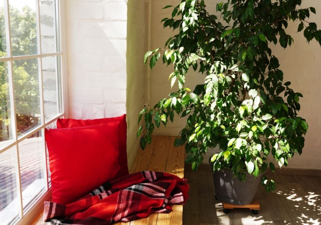 Adding indoor plants