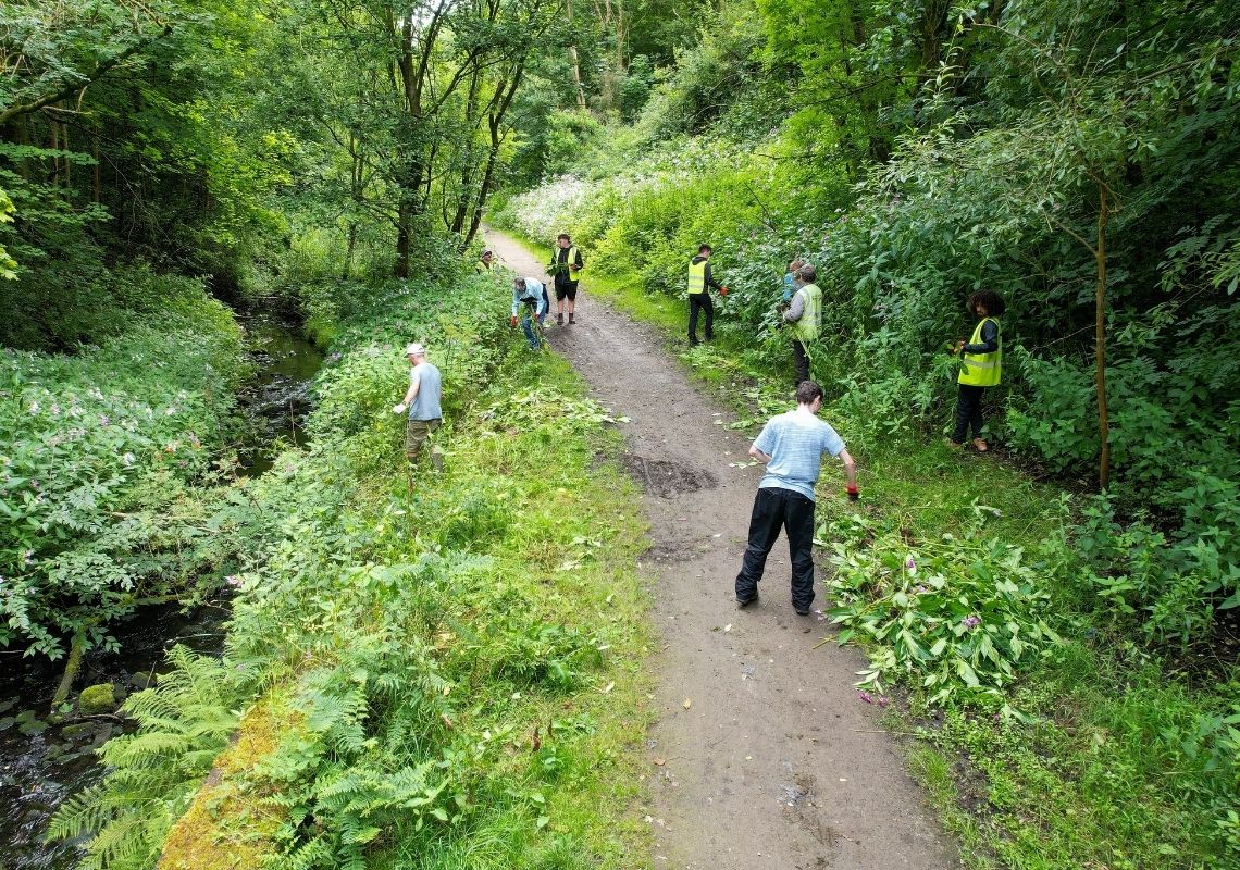 Josh removing invasive species
