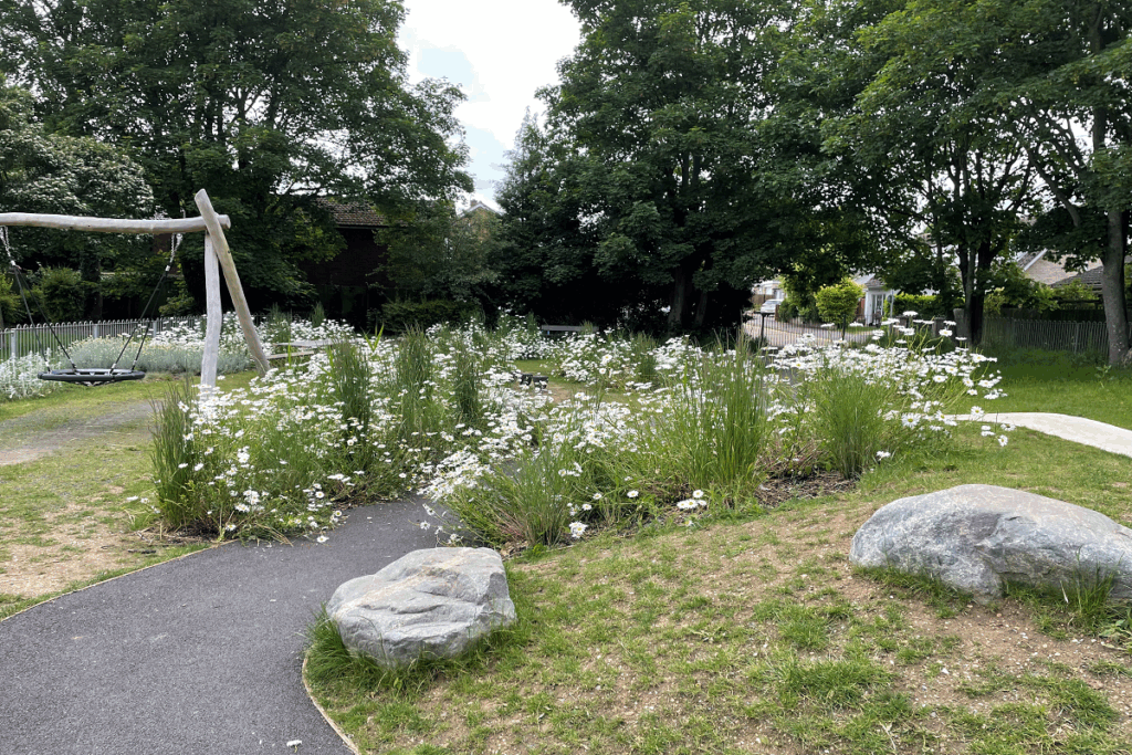 Wildflowers at Smithson's Park, Hitchin