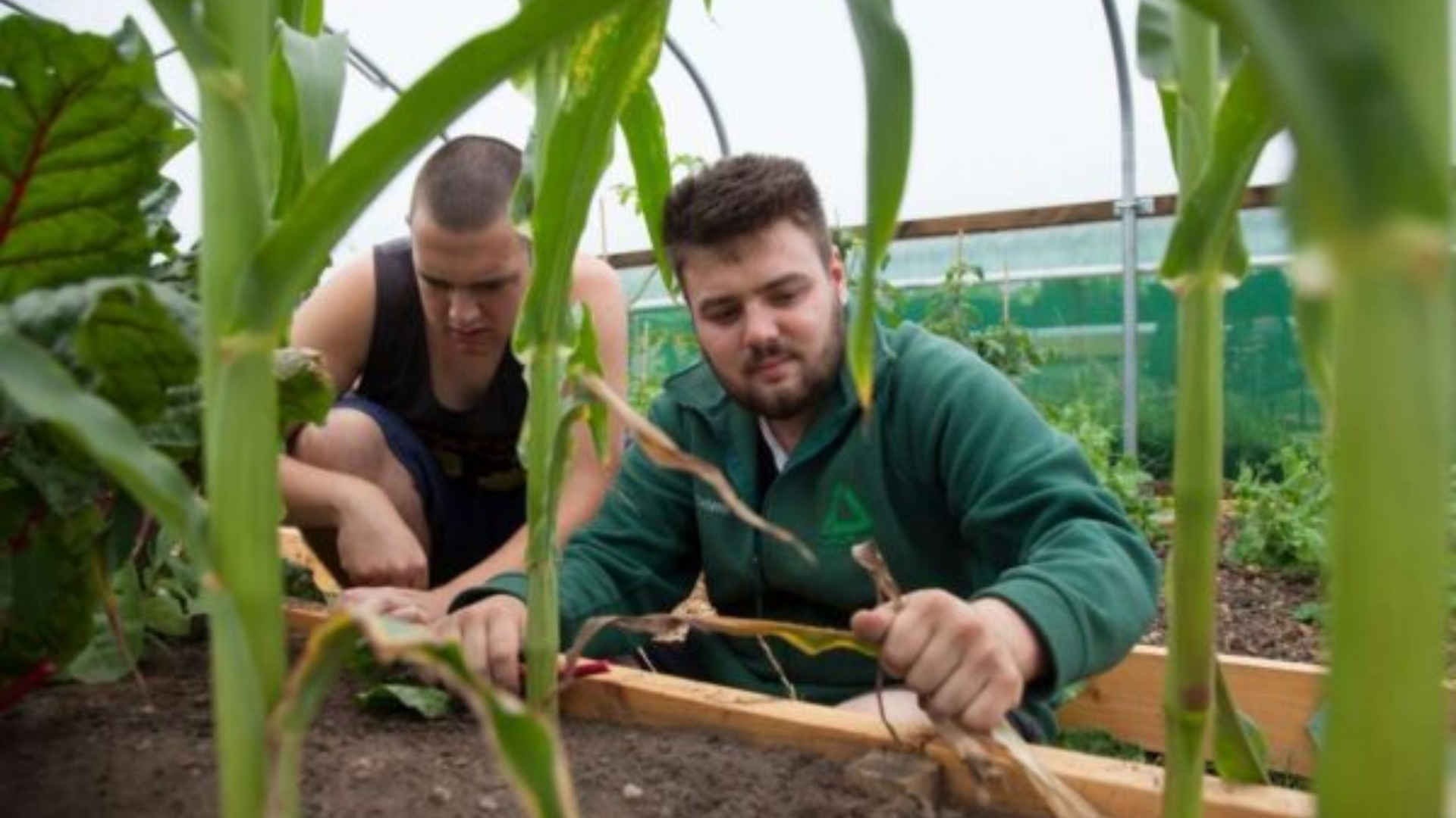 Two men gardening, photographed from across a raised bed with plants in foreground