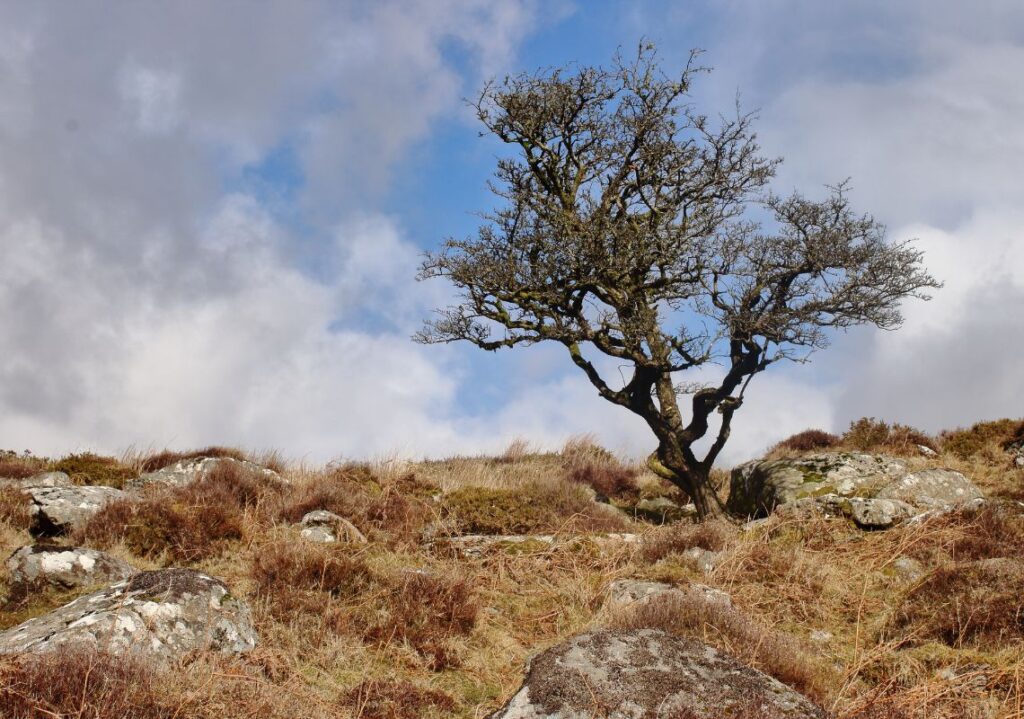 Dying tree
