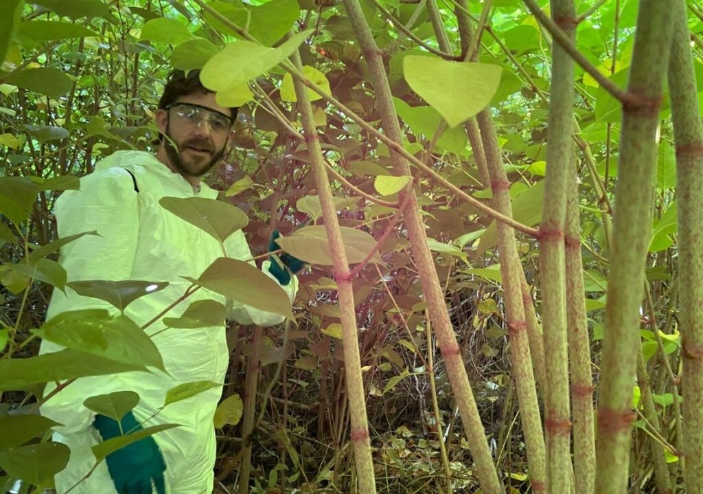 Invasive species Japanese Knotweed being treated
