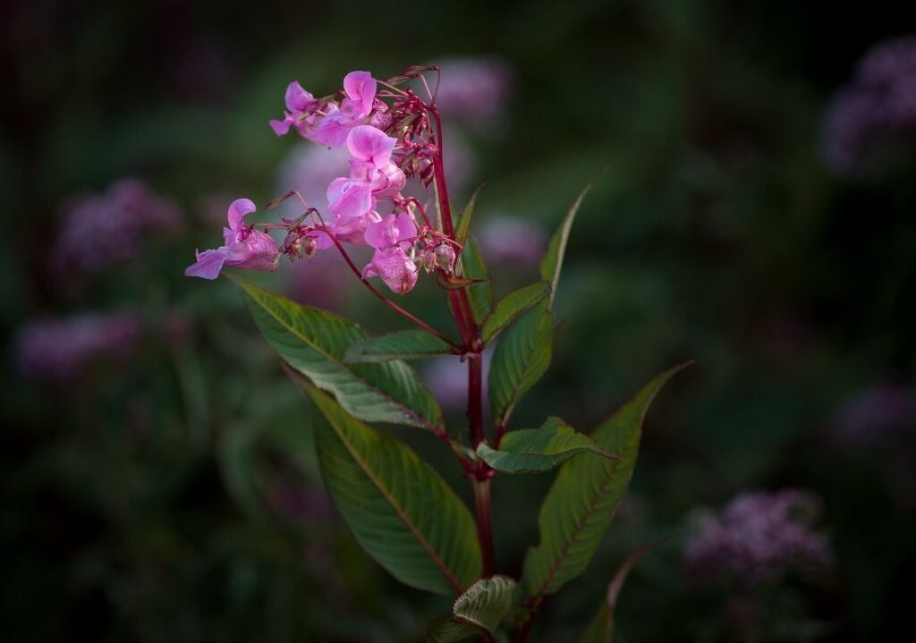 Invasive species Himalayan Balsam