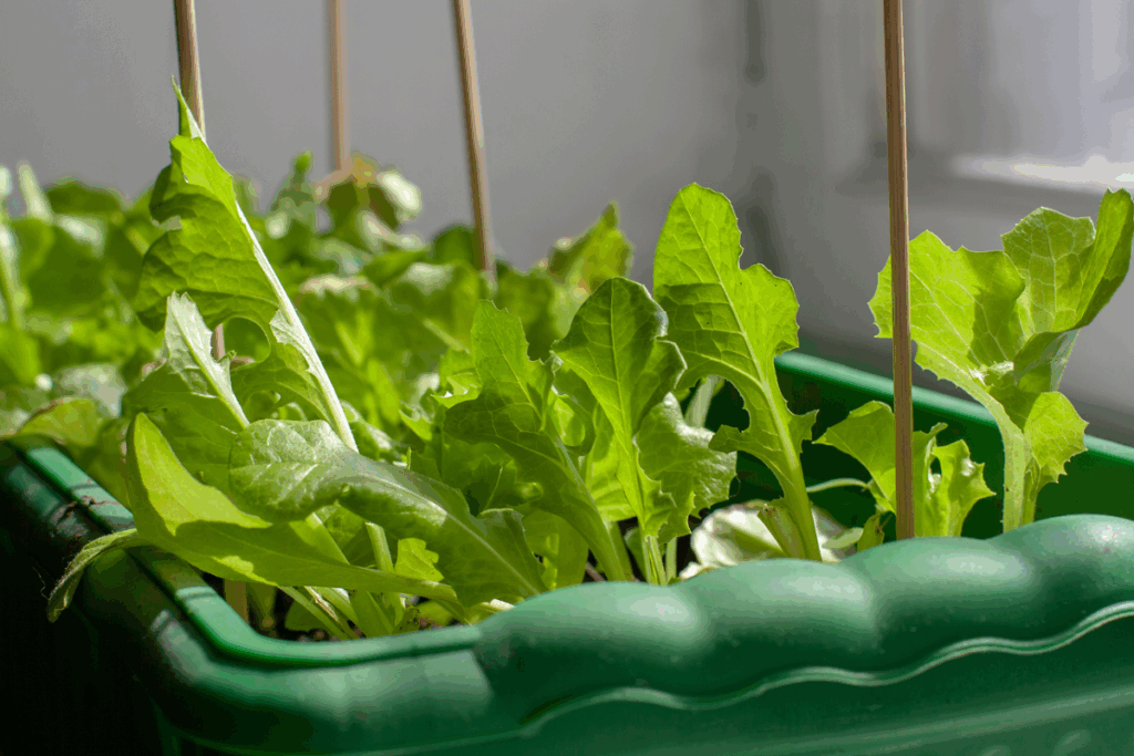Lettuce in a pot on the window sill