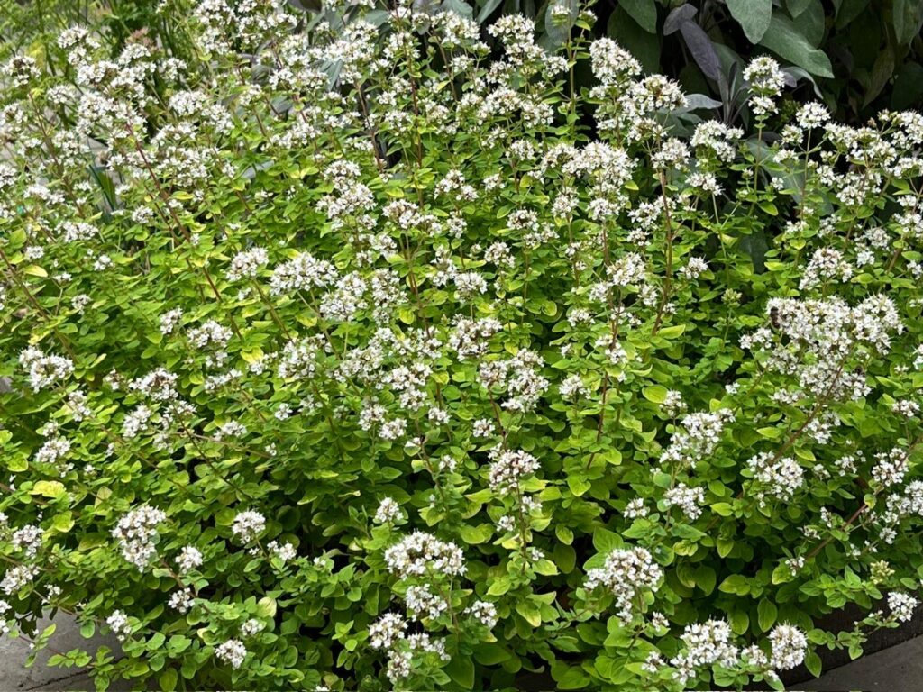 Marjoram gone to seed