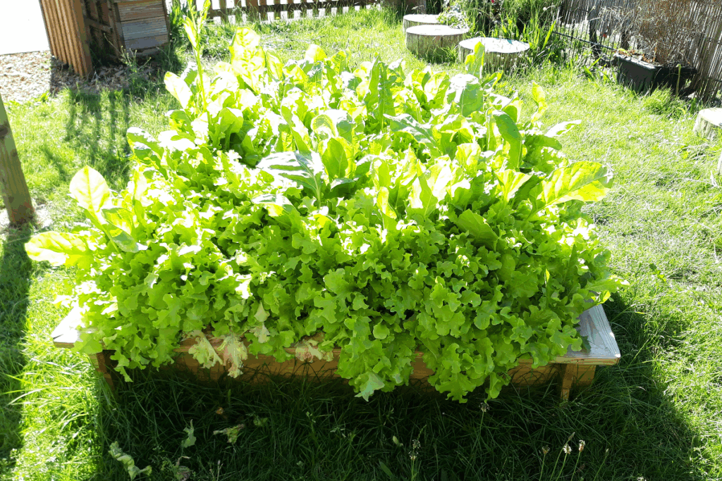 Salad in planter
