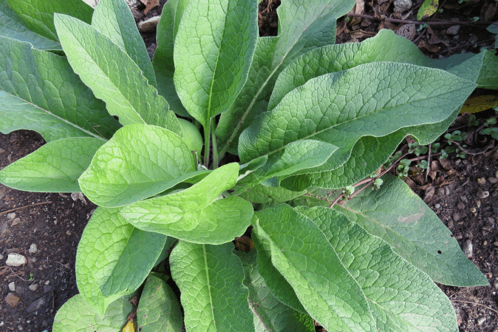 Comfrey leaves