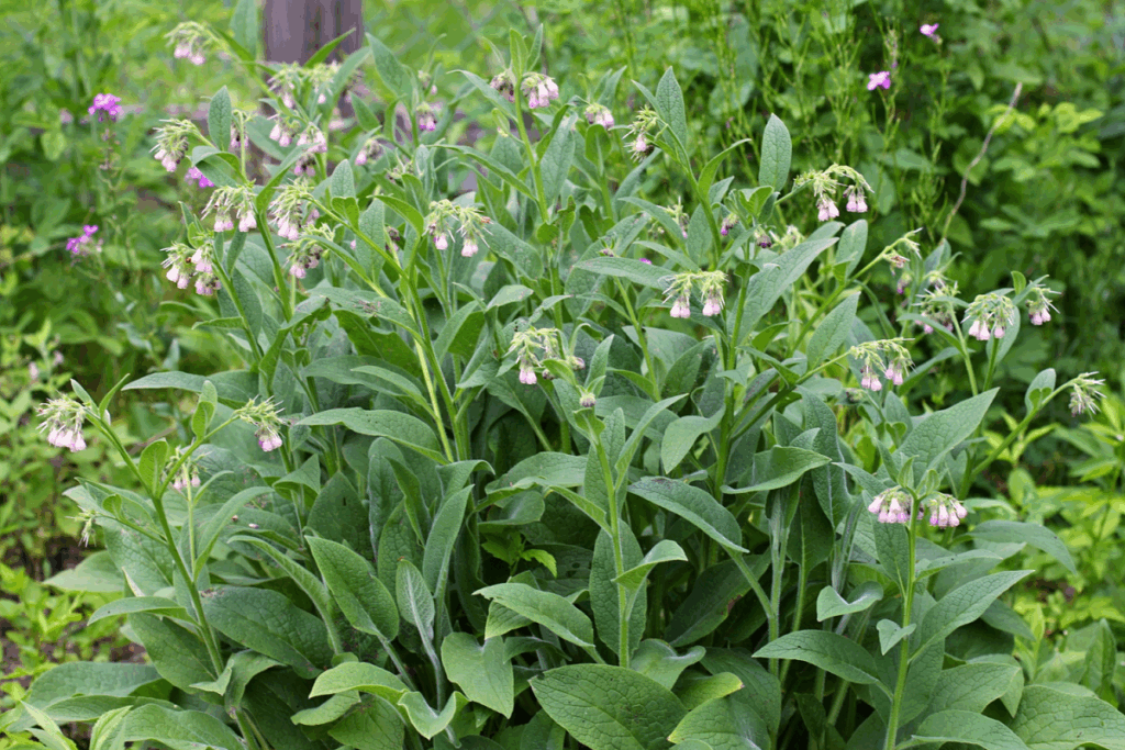 Comfrey plant