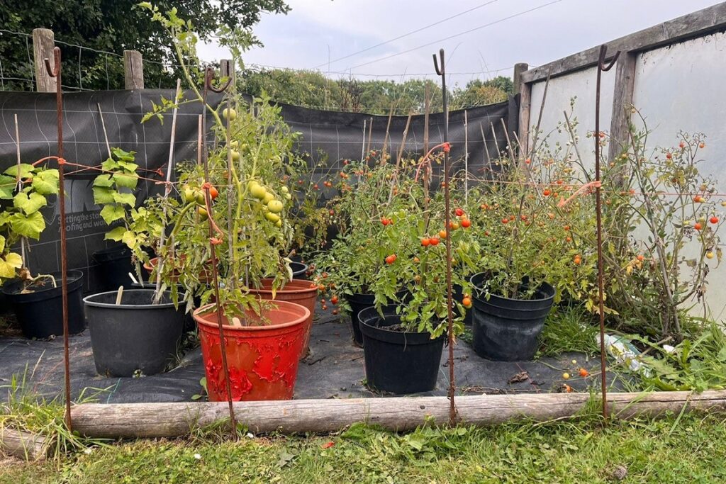 Lots of tomato plants growing in pots