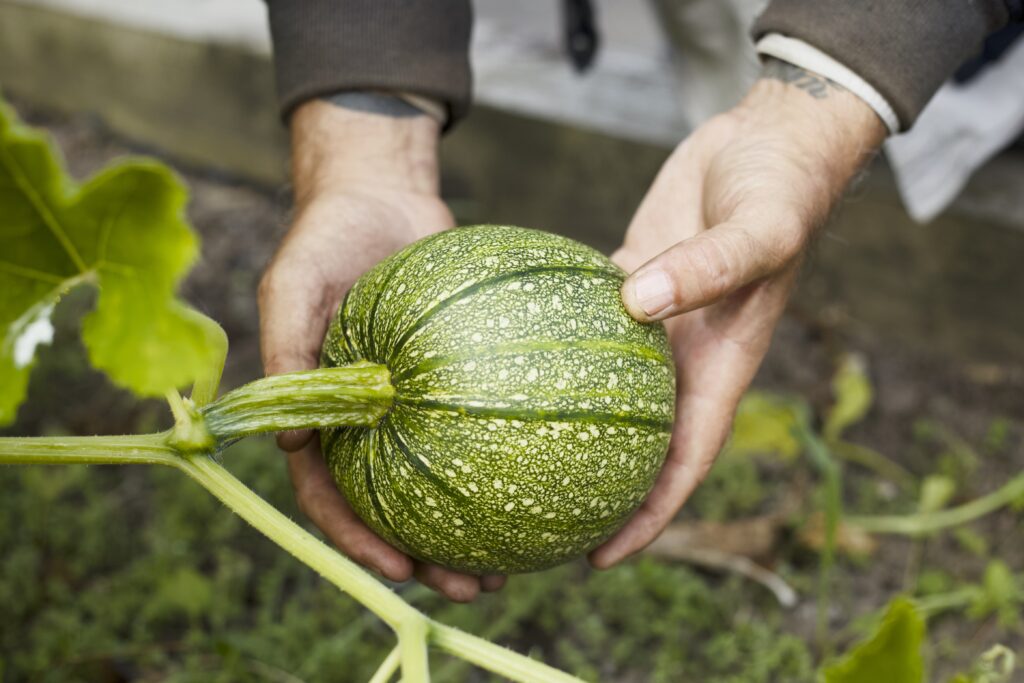 Picture of John's hands holding a vegetable