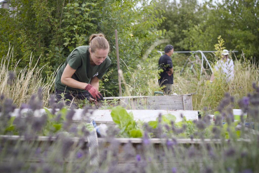 Photo of people tending to allotments