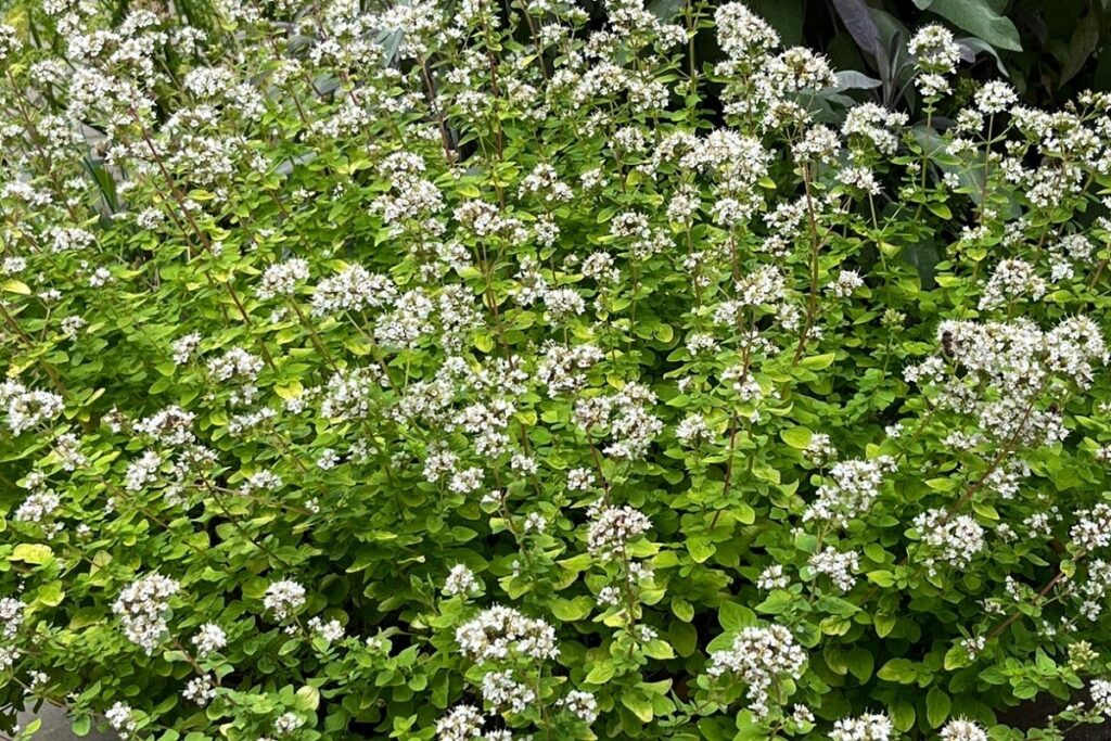Marjoram plant gone to seed