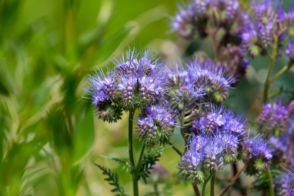 Phacelia plant