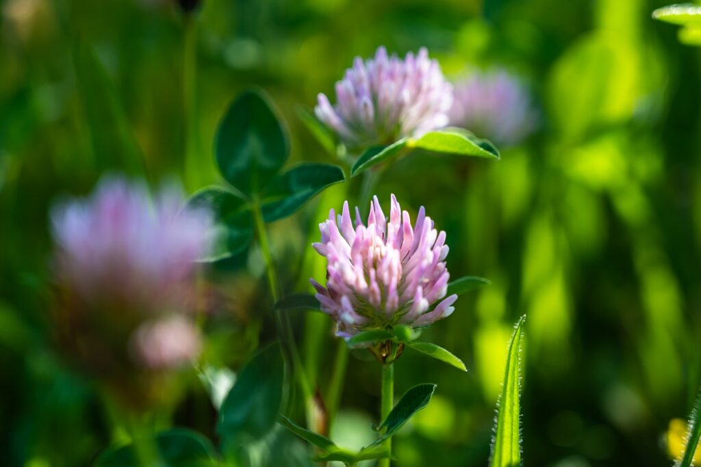 red clover