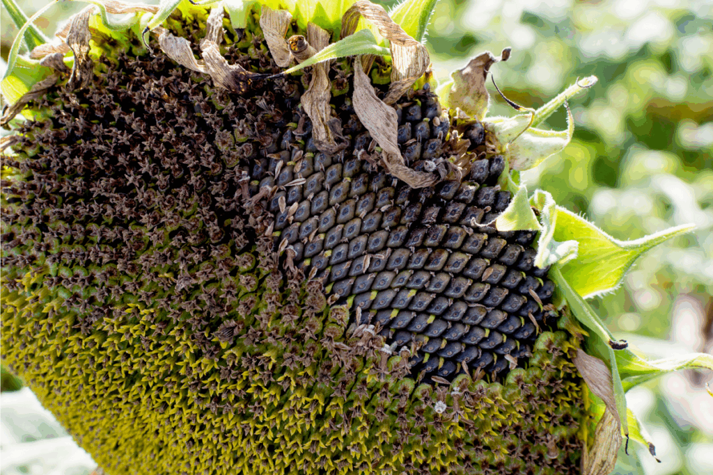 Sunflower head gone to seed