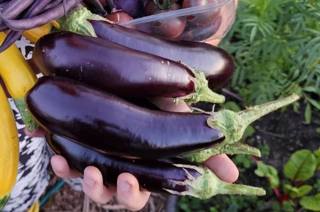 Aubergines
