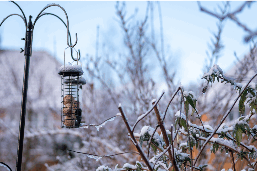 Bird feeder in the snow