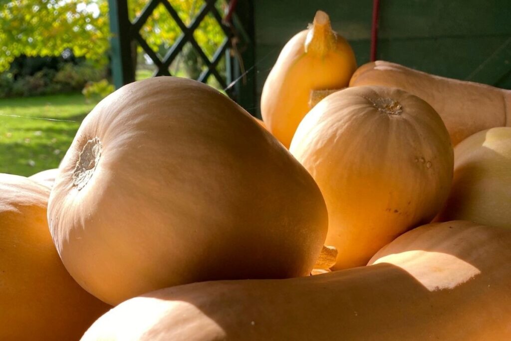 Butternut squash
