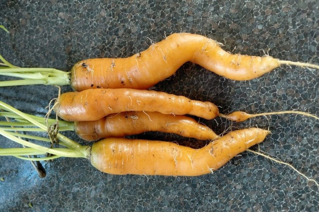 Freshly picked carrots