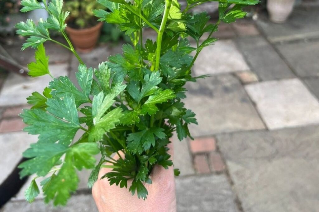 Bunch of parsley