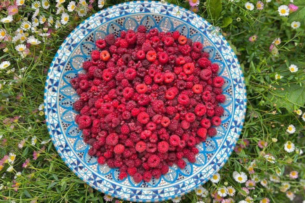 Plate of raspberries in the grass