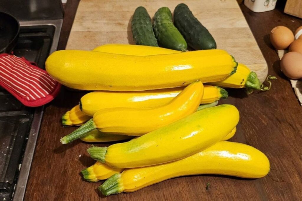 Yellow courgettes