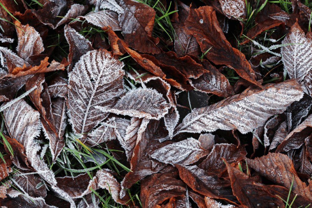 Close up of frosty leaves on the ground