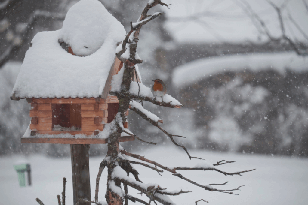 Robin in a birdhouse in the snow