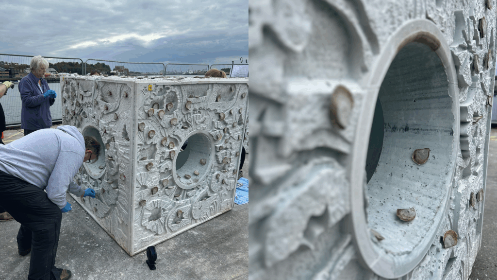 Oyster cube