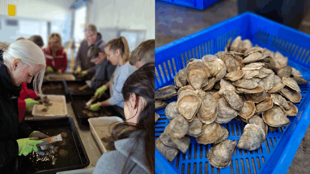 oyster cleaning