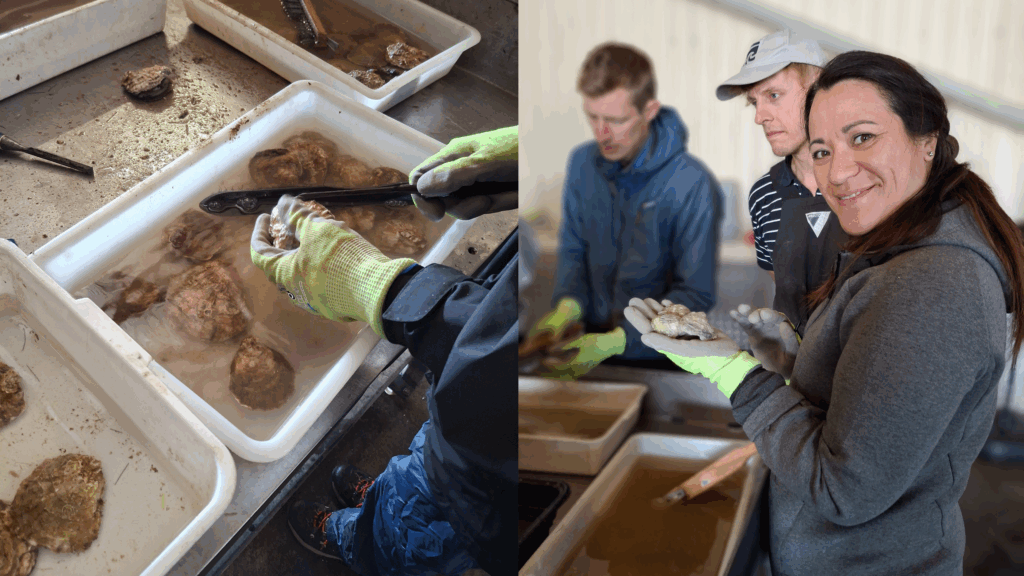 oyster cleaning