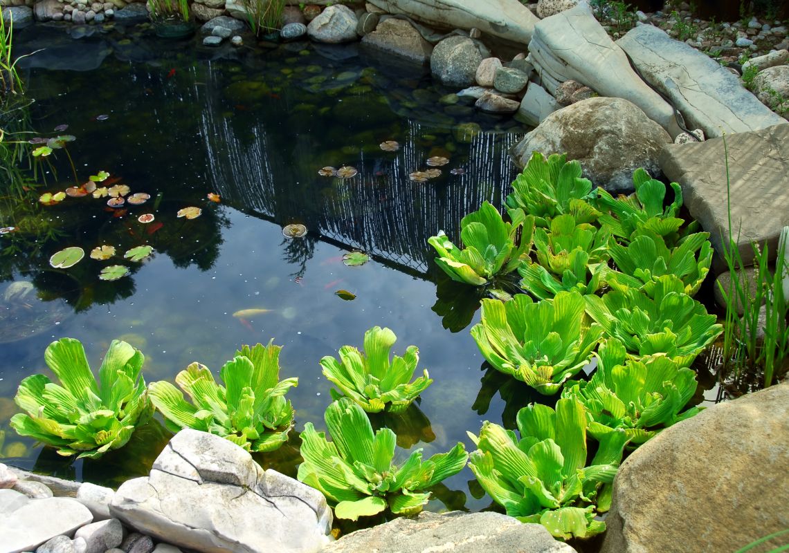 How to create your own wildlife pond
