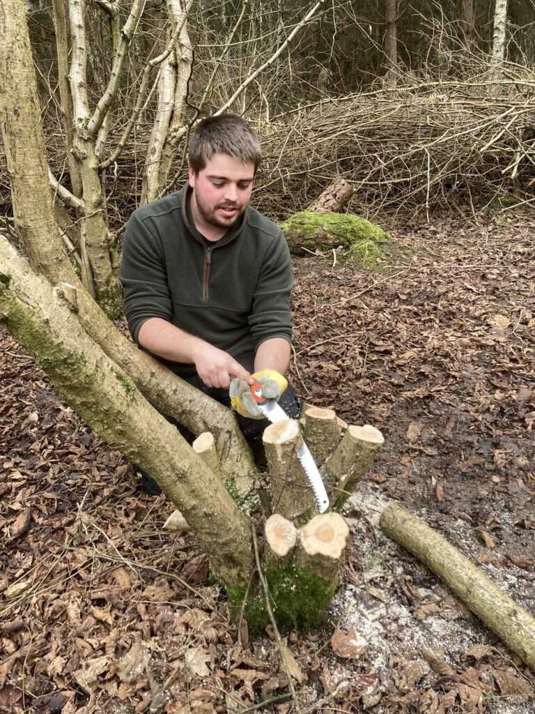 Man with dark hair and beard wearing green top sawing a tree base in woodland area.