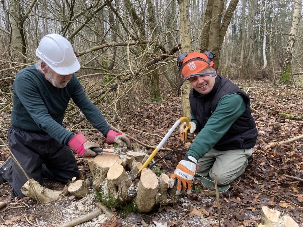 Two men holding saws and cutting tools with the stump of trees in woodland.