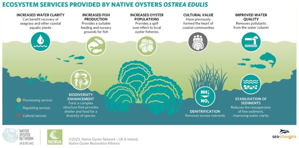 Why wild oysters are important- Native Oyster Restoration Alliance